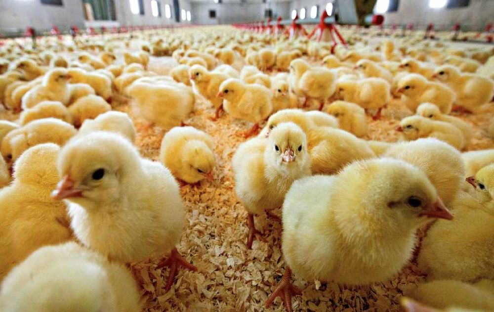 Цыплята бройлера суточные продам