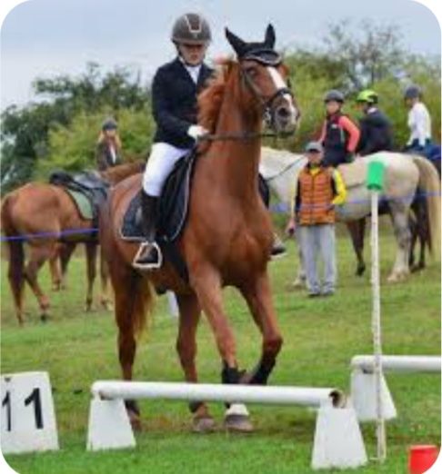 Cal echitatie working equitation