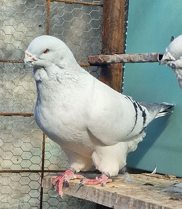 Porumbei Voiajorul românesc de frumusețe