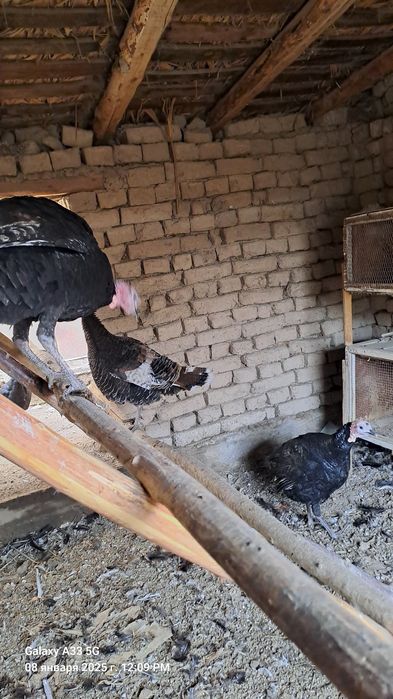 Уй шароитида очирилган куркалар сотилади