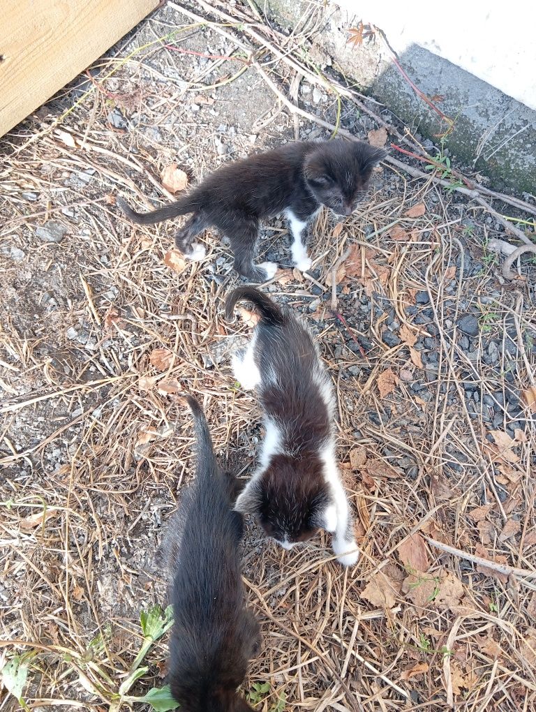 Отдам котят в добрые руки
