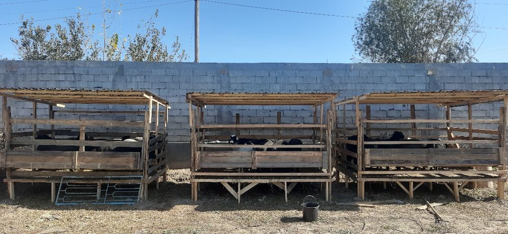 Кутан куйлар учун