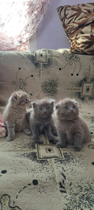 Котята шотландские