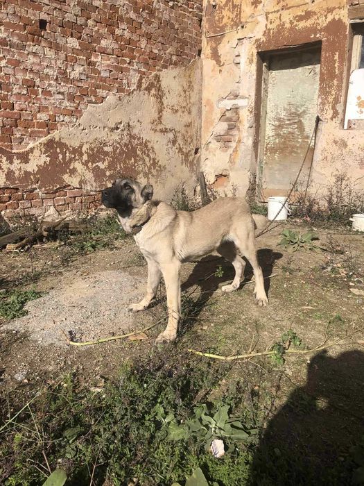 Продавам кангал мъжко