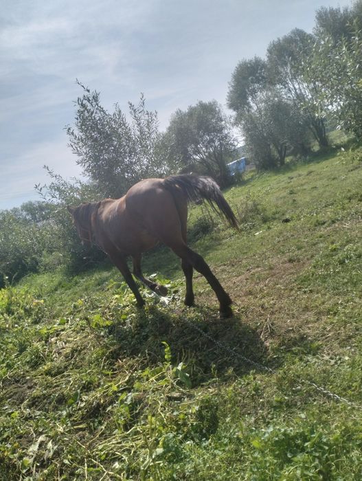 Vand harmasar de 2ani