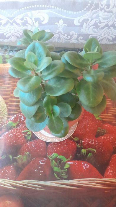 Продам комнатные растения