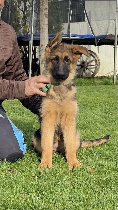 Pui ciobanesc german cu pedigree