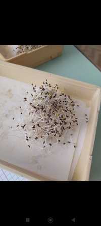 Магниченные семена люцерны,  сорт семиречье
