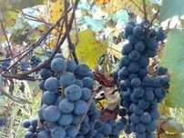 Producator, vand struguri capsunica neagra+ alba