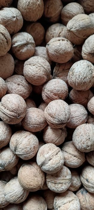 Продам грецкие орехи