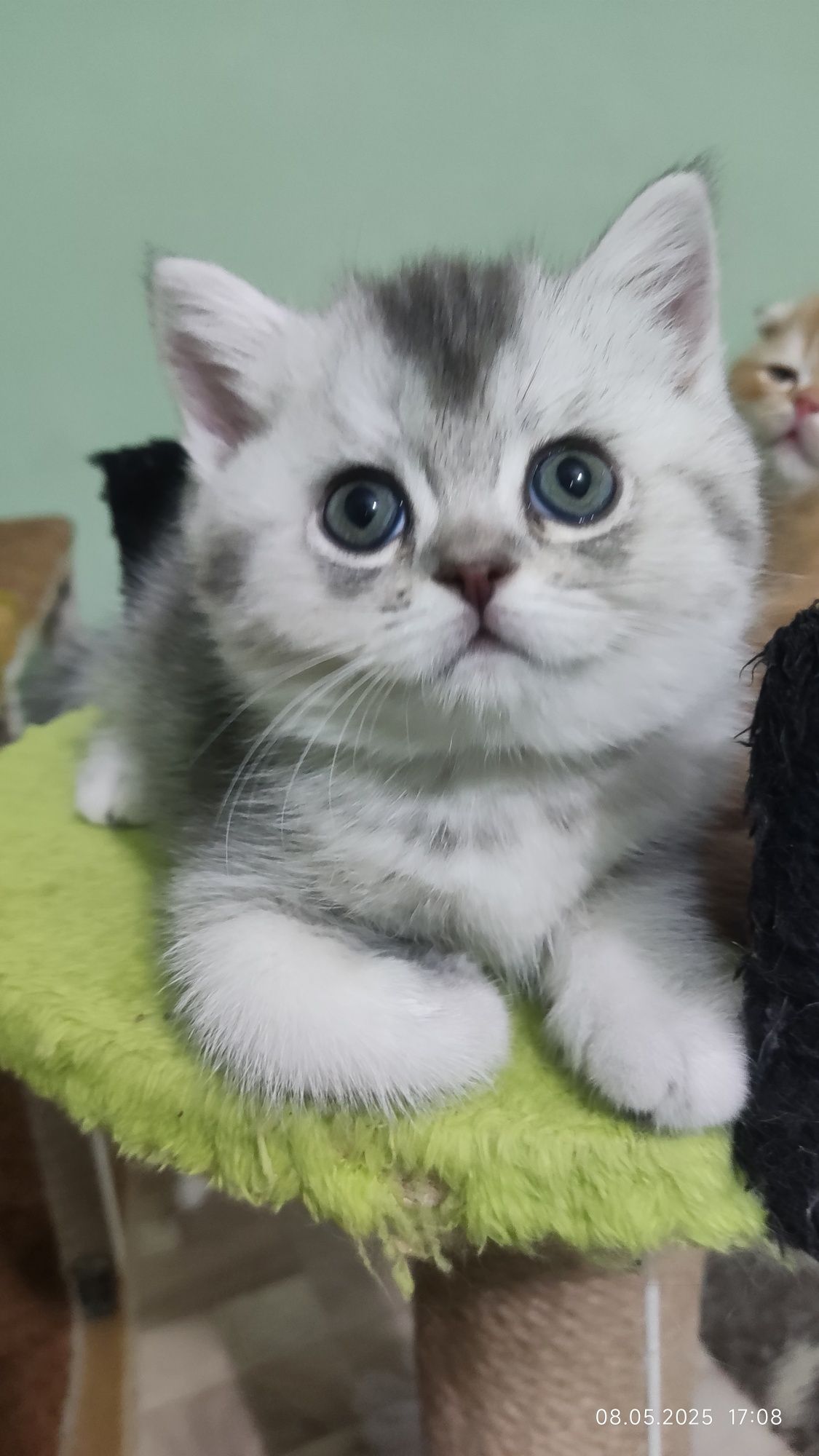 Шотландский скотиш страйт