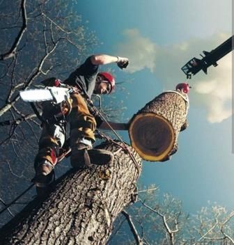 Пилим деревья профессионально