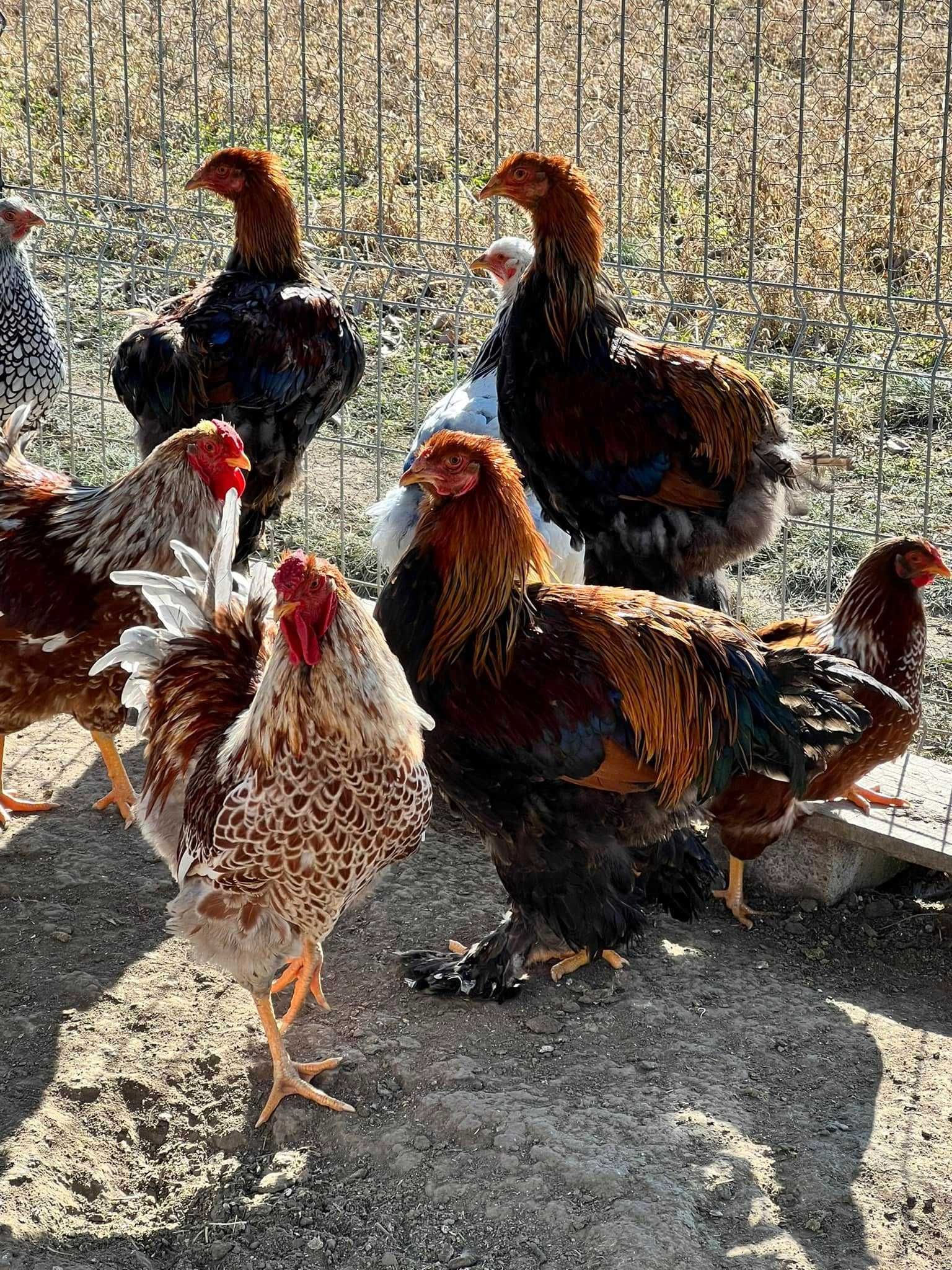 Cocosi Brahma HD Albastru Gold Potarnichiu Cochinchina Urias bobat