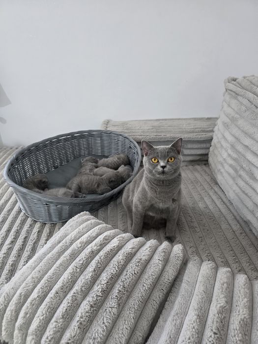 British shorthair rasă pură