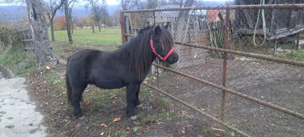 Poneiță de vanzare