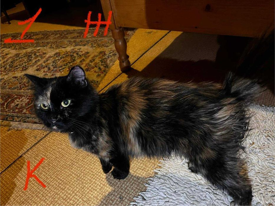 Спешно - Домашни котки се нуждаят от Приемен / Постоянен дом