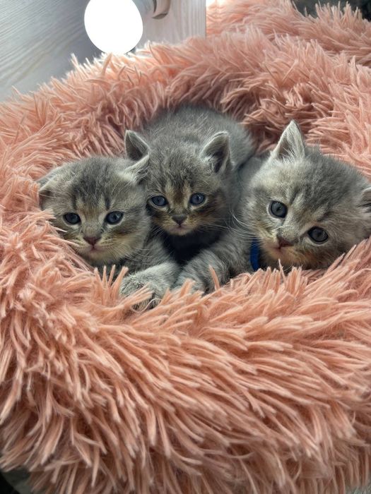 Продам котёночек