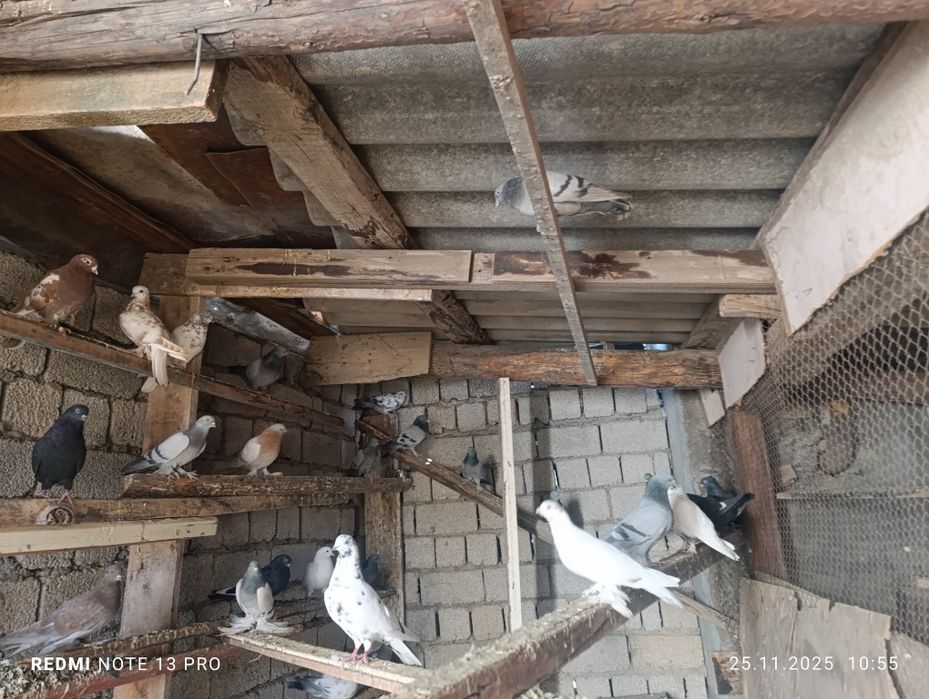 Кабутарлар сотилади