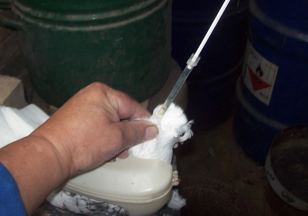 Продавам пръстени и други аксесоари за птици