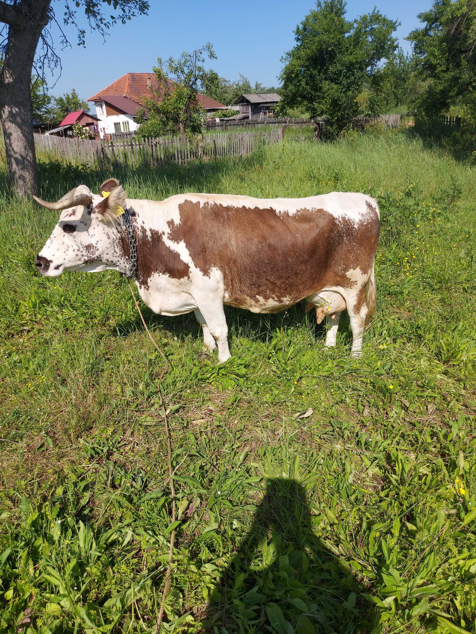 Vand vaca cu lapte