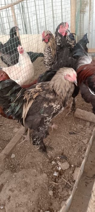 Хурозлар сотилади