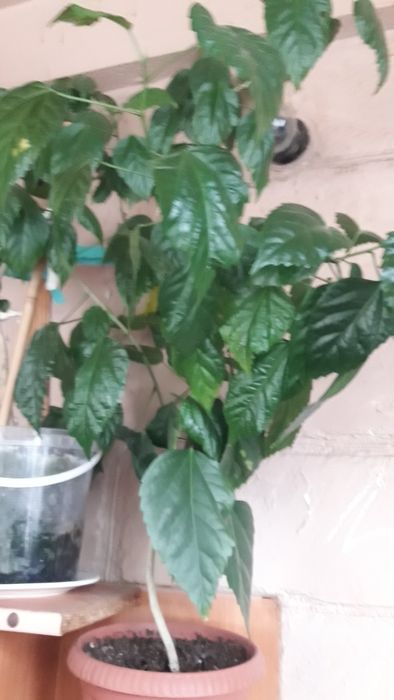 Продам   цветы  комнатные