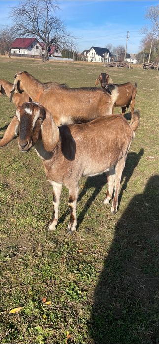 Iede anglonubiene f3-4