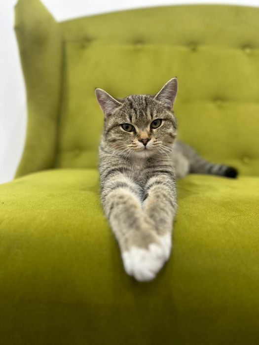 Котенок кот 8 мес кастрат ищет дом! Костанай!