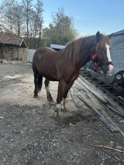 Vand armasar in varsta de 5 ani