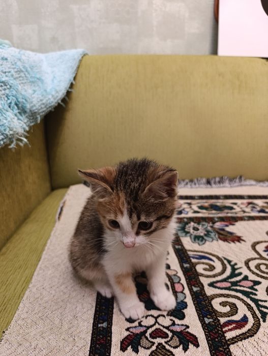 Подарю котёнка в заботливые руки