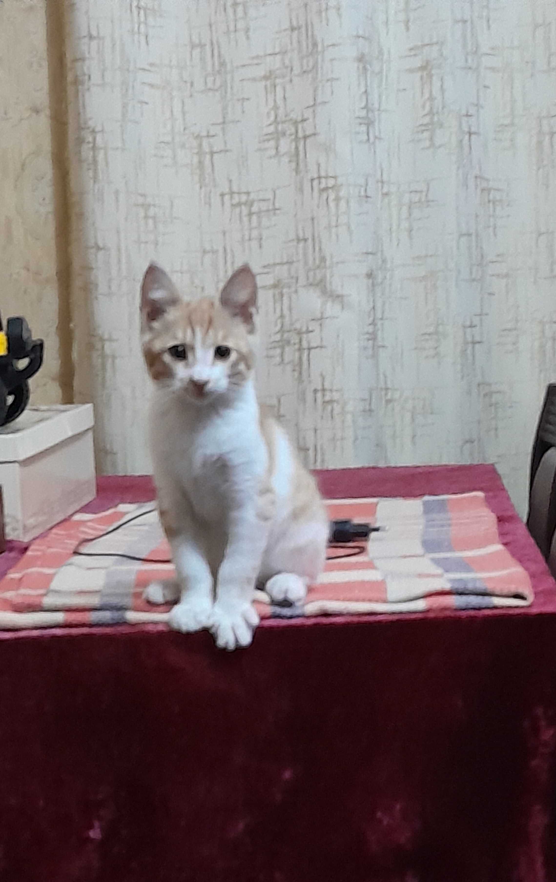 Отдам котенка в добрые руки
