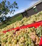 Struguri de vin feteasca