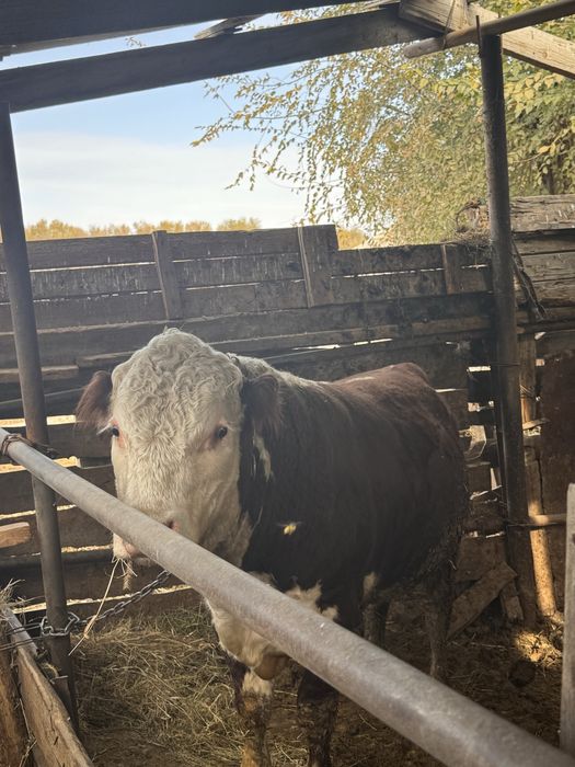 Белаголовый 1.6.