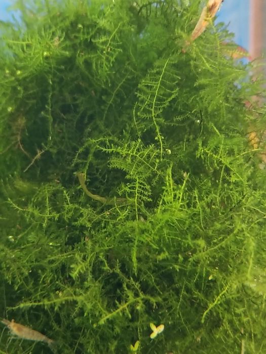 Мох яванский в аквариум