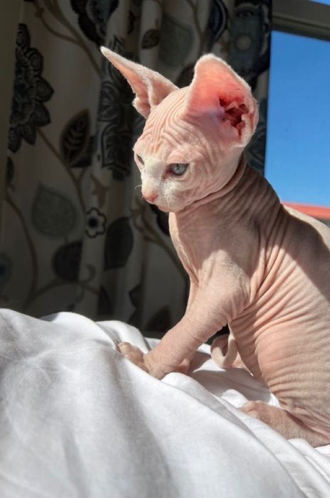 Канадский сфинкс