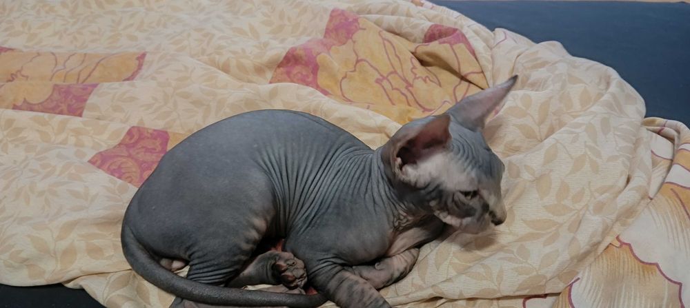 Домашен любимец котки