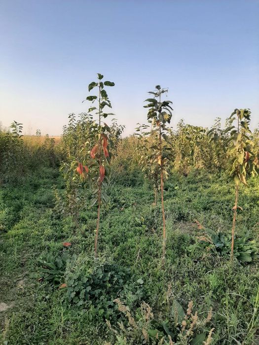 Daraxt ko‘chatlari/Ростки дерева СЕРТИФИКАТЛАНГАН. КАРАНТИНЛАНГАН.