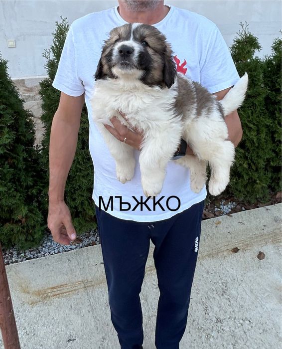 Малки кученца Каракачанки БОК