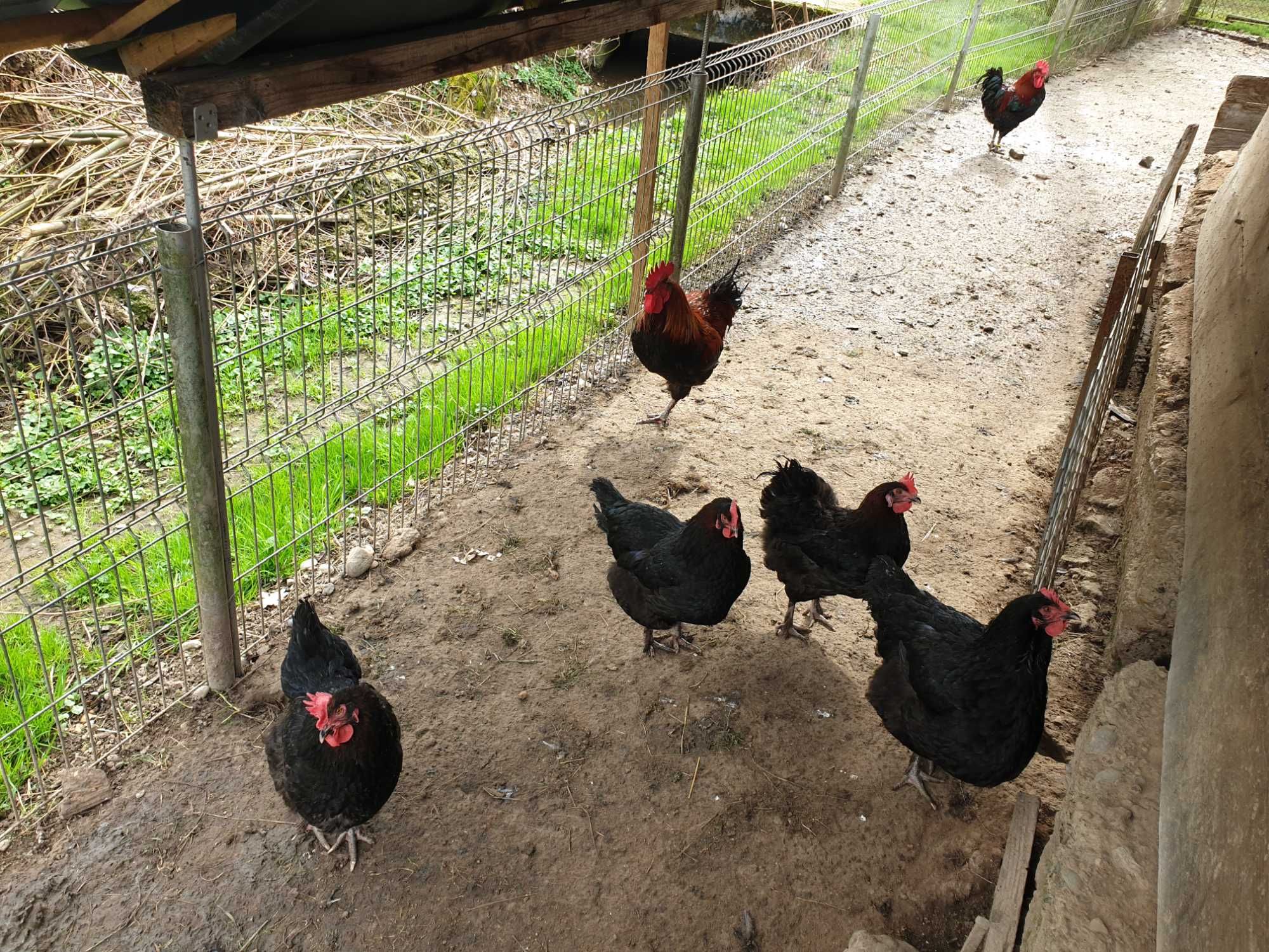 Ouă pentru incubat găini de rasă Marans negru arămiu