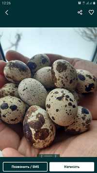 Инкубационное яйцо перепела породы Ақ гигант (белый гигант)Техас,Эстон