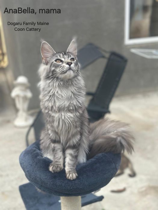 Fetiță Maine Coon Pedigree