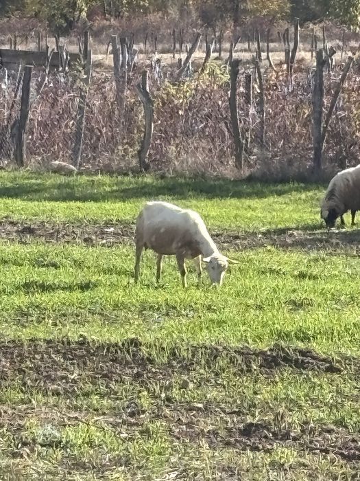 Capre sannen rasa pura