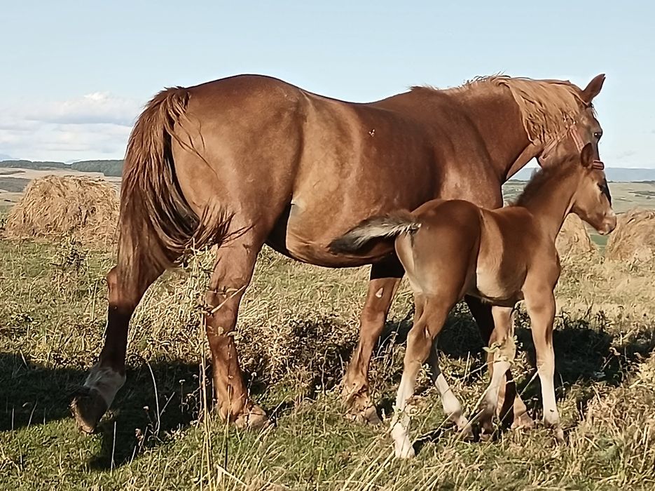 Vînd iapă cu mînz si un cal de trei ani