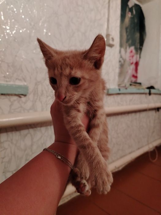 Котёнок в добрые руки
