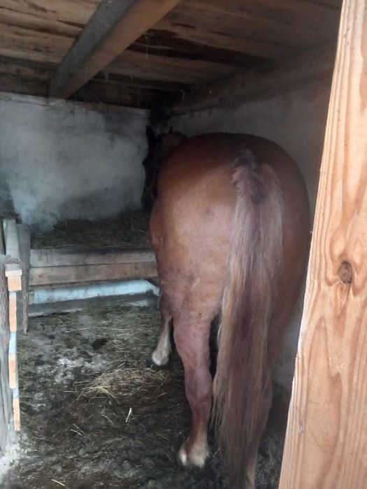 Cal de vânzare Șinca nouă