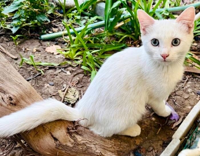 Котята ищут хозяина скотиш страйт