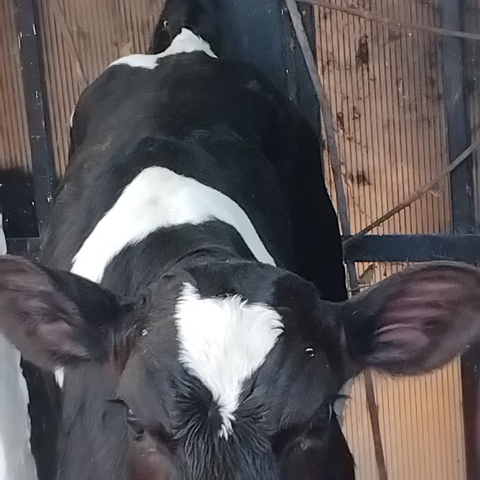Vând un Tăuraș belgian