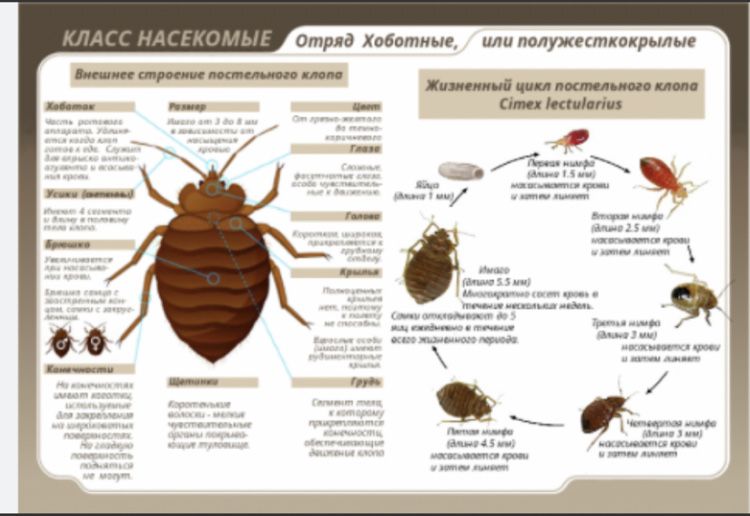 Дезинфекция от любых насекомых