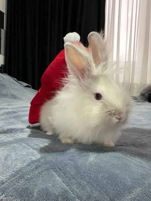 Cadoul perfect de Craciun  Iepure Pitic