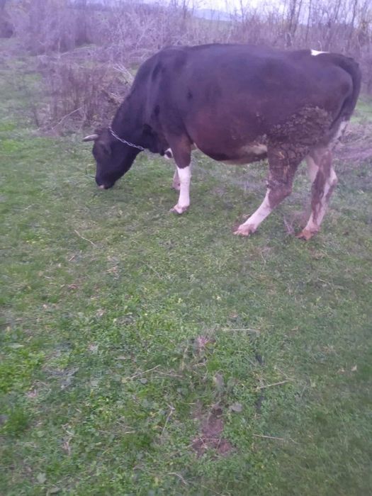 Vand Vaca la a 2 fatare